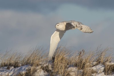 Snowy Owl flies across dune