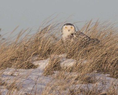 Snowy Owl staring on dune