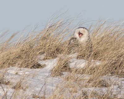 Snowy Owl yawning on dune