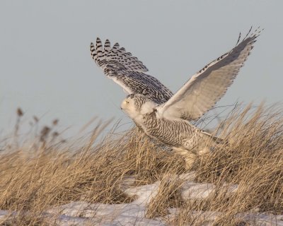 Snowy Owl takes off from dune
