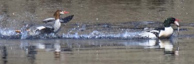 Female Common Merganser chases male with fish