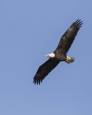 Adult Eagle soaring