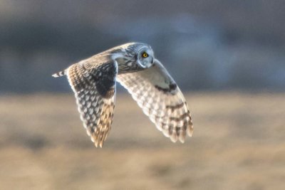 Short-eared Owl flies over marsh