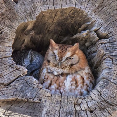 Red and Grey Screech Owls in Hole