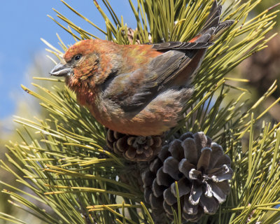 Red Crossbill poses on pine cone