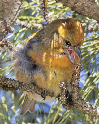 Red Crossbill licks at end of branch for sap?