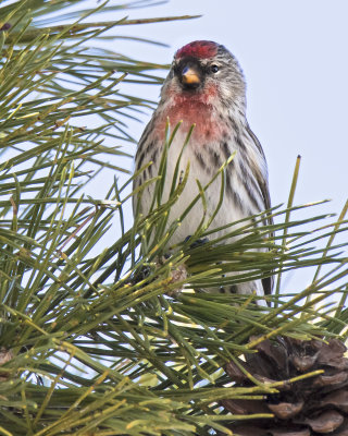 Common Redpoll male poses on top of pine