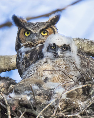 Great Horned Owl poses with baby on nest