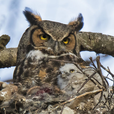 Great Horned Owl and youngest baby