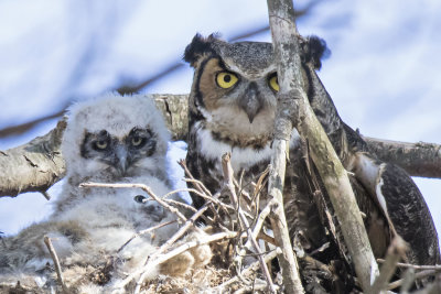 Great Horned Owl with 2 babies on nest