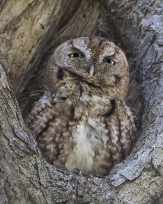 Screech Owl trilling