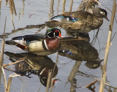 Wood Duck pair resting in reeds facing right
