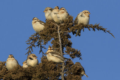 Snow Buntings on pine tree before sunset