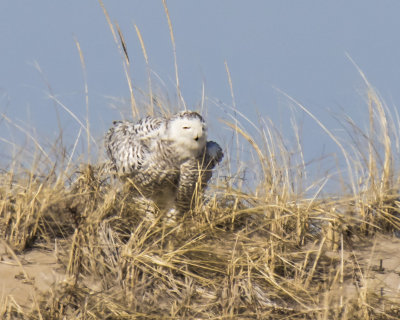 Snowy Owl fluffs on dune