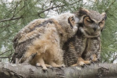 GHO Owlet kiss preens mom