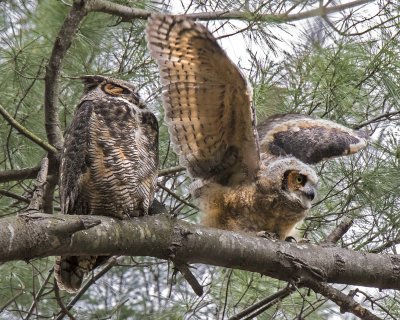 GHOwlet flaps wings as mom naps on tree