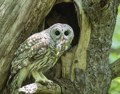 Barared Owl mom poses at hole with prey (dead squirrel)