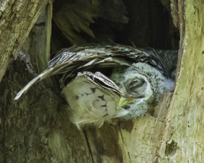 Barred Owlet cuddles under mom's wing in hole
