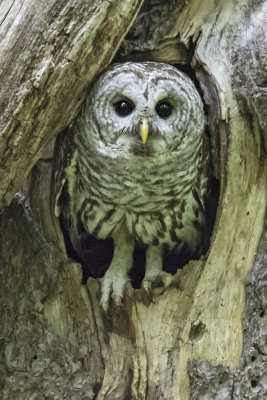Barred Owl poses coming out  of hole