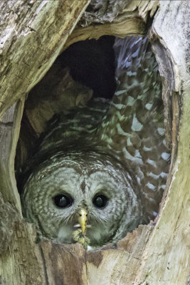 Barred Owl mom in hole with food