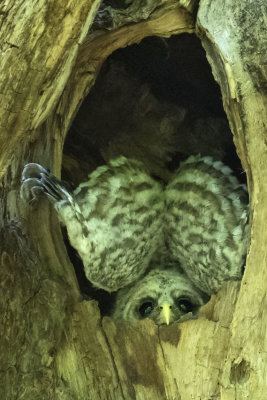Barred Owlet stretches out of hole with wings up