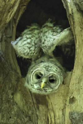 Barred Owlet fledgling leans forward with wings up