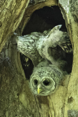 Barred Owlet stretches out of hole with wings up