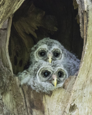Barred Owlets one above the other in hole