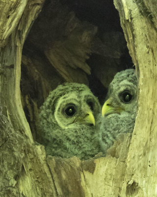 Barred Owlets face each other in hole