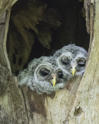 Barred Owlet pair getting sleepy at hole