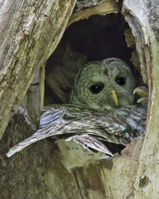 Barred Owlet mom takes a feeding break in hole with Owlet