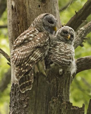 Barred Owl mom and fledged baby on tree