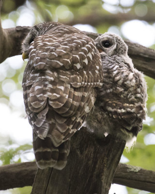 Barred Owl mom and Owlet sit with back turned on dead tree