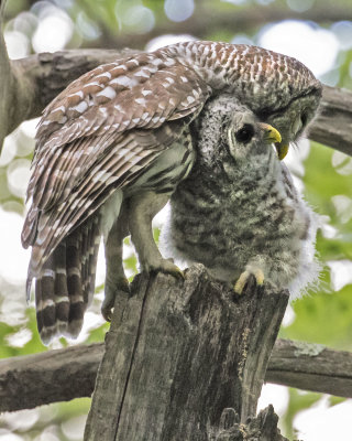 Barred Owl mom preening fledged owlet