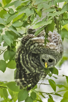 Barred Owlet fledgling caught in leaves after falling