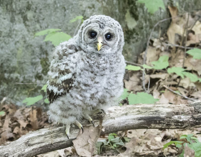 Barred Owlet fledgling poses on log by path