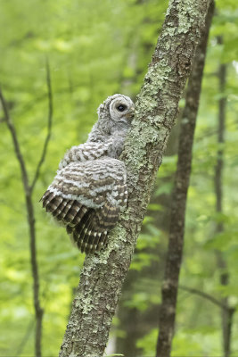 Barred Owlet fledgling pauses while climbing a tree