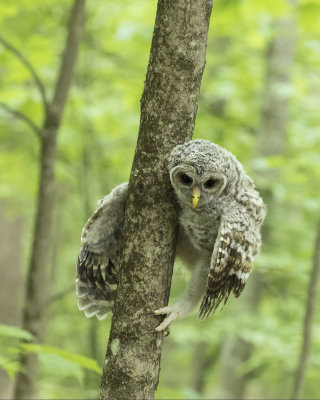 Barred Owlet fledgling about to jump off tree