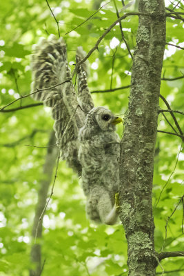 Barred Owlet fledgling climbing a tree