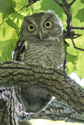 Grey Screech Owlet in tree