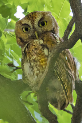 Screech Owl mom stares from tree branch