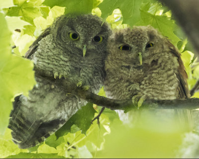 Screech Owlets staring together