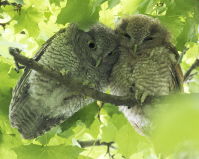 Screech Owlets cuddle in tree