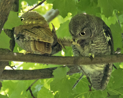 Screech Owlet chews on sibling's feathers