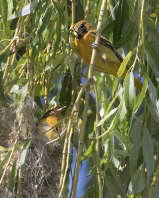 Oriole mom arrives with a caterpillar for baby