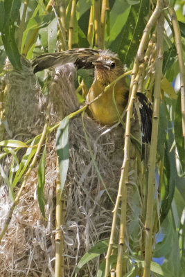 Oriole baby flaps out of its nest