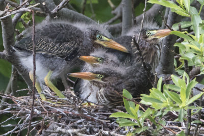 Green Heron fledgling foursome rest on nest