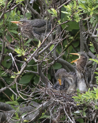 Green Heron fledgling calls from nest to one on branch