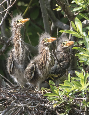 Green Heron fledgling trio look up on nest