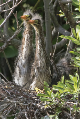 Green Heron fledgling pair stretch necks up together in nest